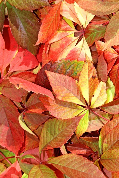 Sfondo da foglie autunnali lucenti — Foto Stock
