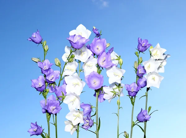 Flera sätta en klocka på blå och vita blommor — Stockfoto