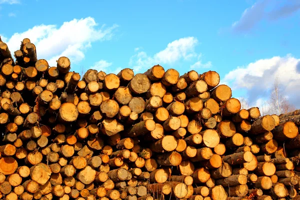 Muchos de troncos de pino y abeto en la tala —  Fotos de Stock