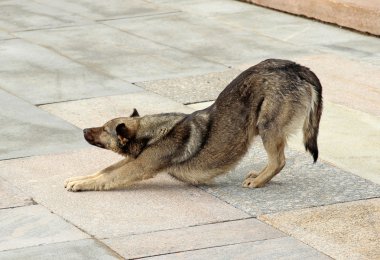 kahverengi köpek şişiriyor, öne çekerek paws