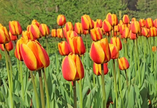 Many bright red-yellow tulips — Stock Photo, Image