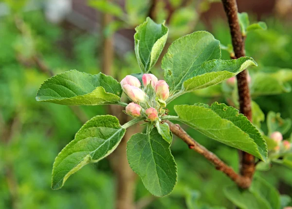 Blossoming apple branch in early spring — Stock Photo, Image