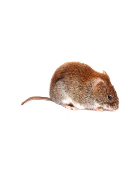 Pequeño ratón marrón aislado — Foto de Stock