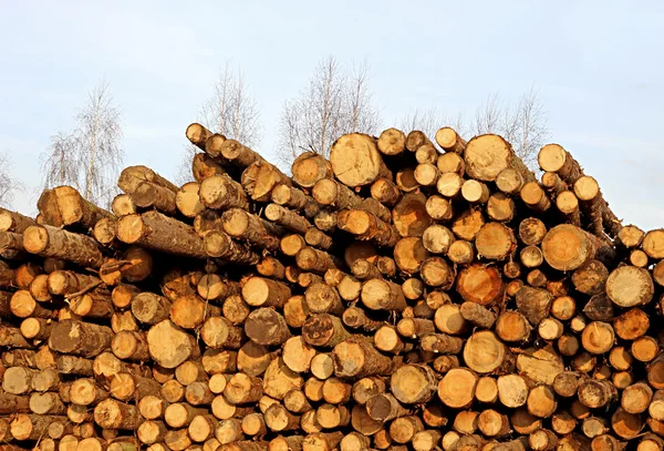 Oogsten hout logboeken — Stockfoto