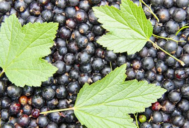 arka plan siyah Frenk üzümü ve yeşil yaprakları