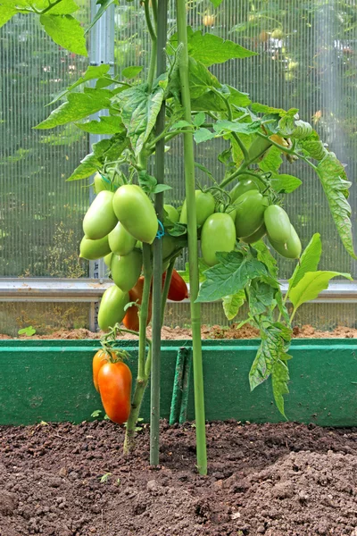 Fruta verde de los tomates — Foto de Stock