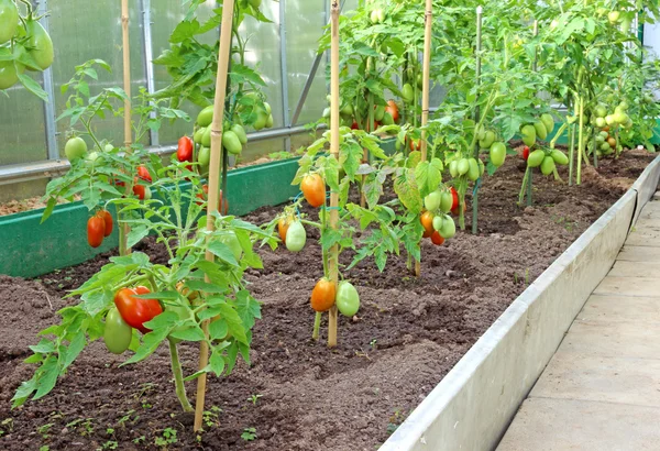 Many bushes of tomatoes in the greenhouse — Stock Photo, Image