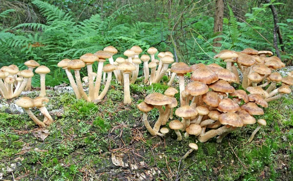 Mushrooms autumn honey agarics growing on lying birch trunk — Stock Photo, Image