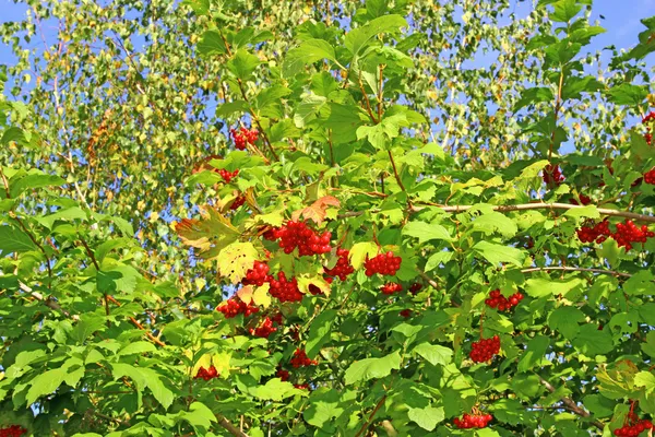 Racimos rojos brillantes de bayas de Viburnum en las ramas — Foto de Stock