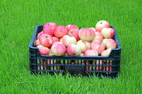 Maçãs vermelhas e amarelas em uma caixa de plástico — Fotografia de Stock