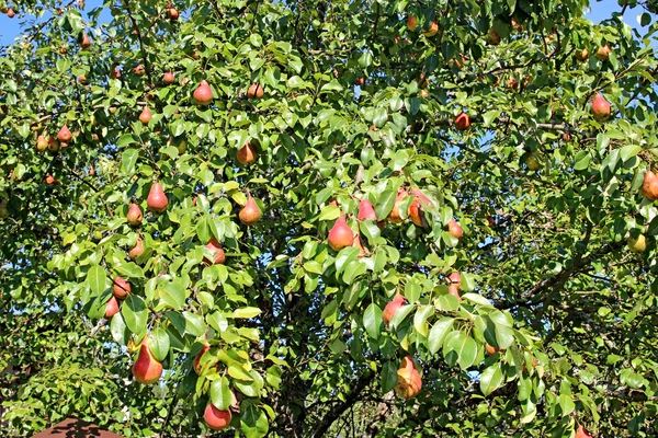 Muchos frutos de pera roja en las ramas — Foto de Stock