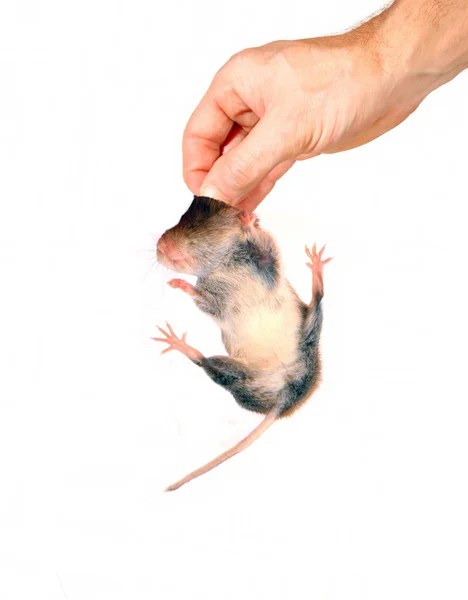 Man's hand met een grijze muis door de scruff — Stockfoto