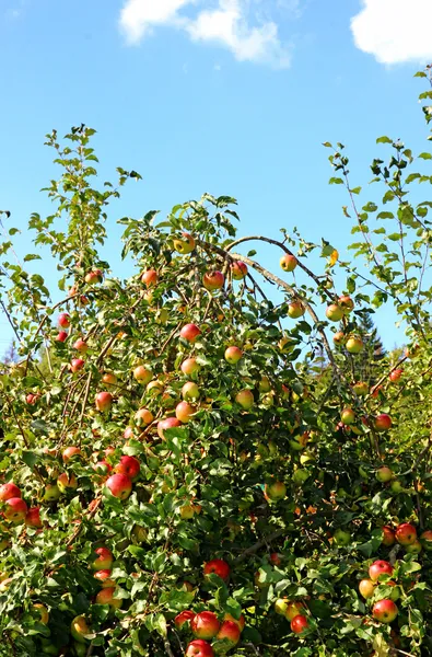 Reife rote Äpfel auf Ästen von Apfelbäumen — Stockfoto