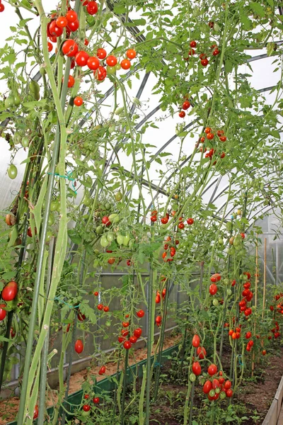 Red tomatoes in a greenhouse — Stock Photo, Image