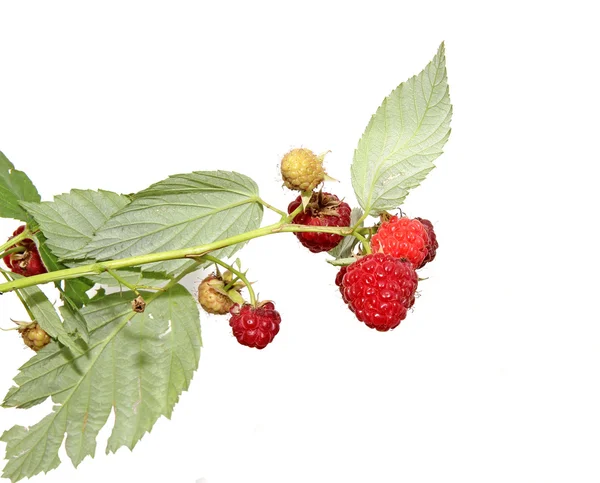 Saftige rote Beeren süße Himbeere auf Zweig isoliert — Stockfoto