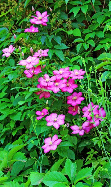 Several flowers of pink clematis — Stock Photo, Image