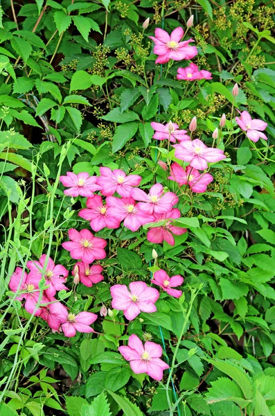 Several flowers of pink clematis — Stock Photo, Image