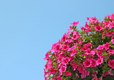 pembe Petunya çiçek