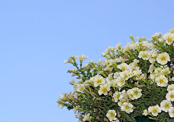 Flowers of white petunias — Stock Photo, Image
