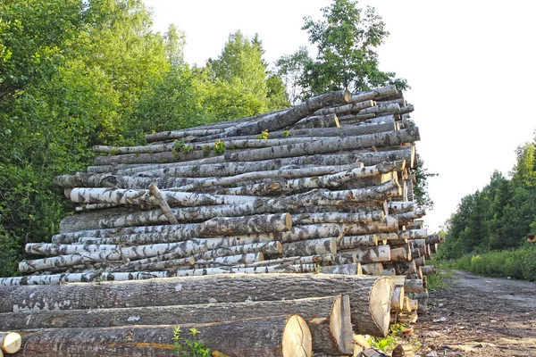 Logs in the logging — Stok fotoğraf