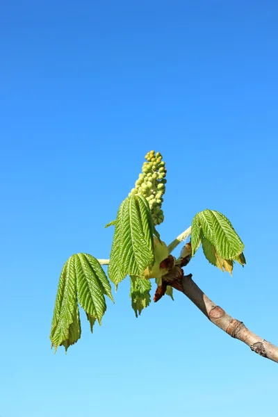 Horse chestnut flower buds on a branch — Stock Photo, Image