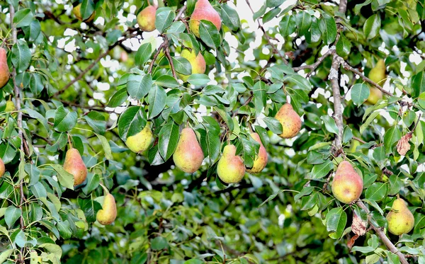Fruits sur les branches de poirier — Photo
