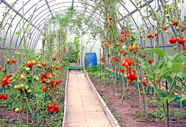 Rote Tomaten reifen im Gewächshaus — Stockfoto