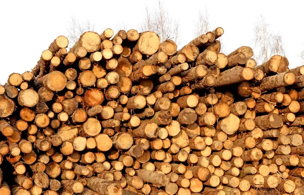 Oogsten van hout — Stockfoto