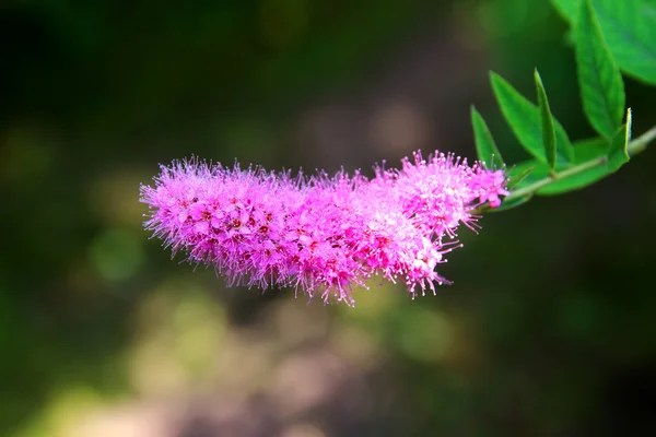 娇柔的花朵粉红色毛巾绣线菊 — 图库照片