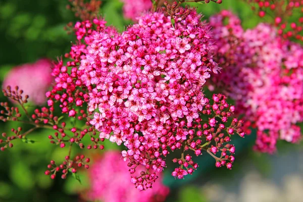 Gentle pink flowers spirea — Stock Photo, Image