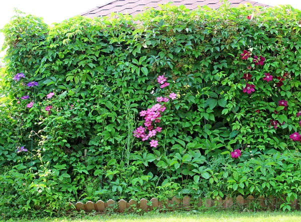 Fleurs de clématites roses dans le jardin — Photo