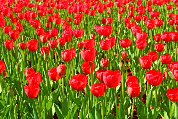 Dużo jasne czerwone tulipany — Zdjęcie stockowe