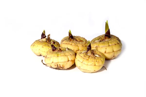 Bulbes de germination gladiolus isolés — Photo