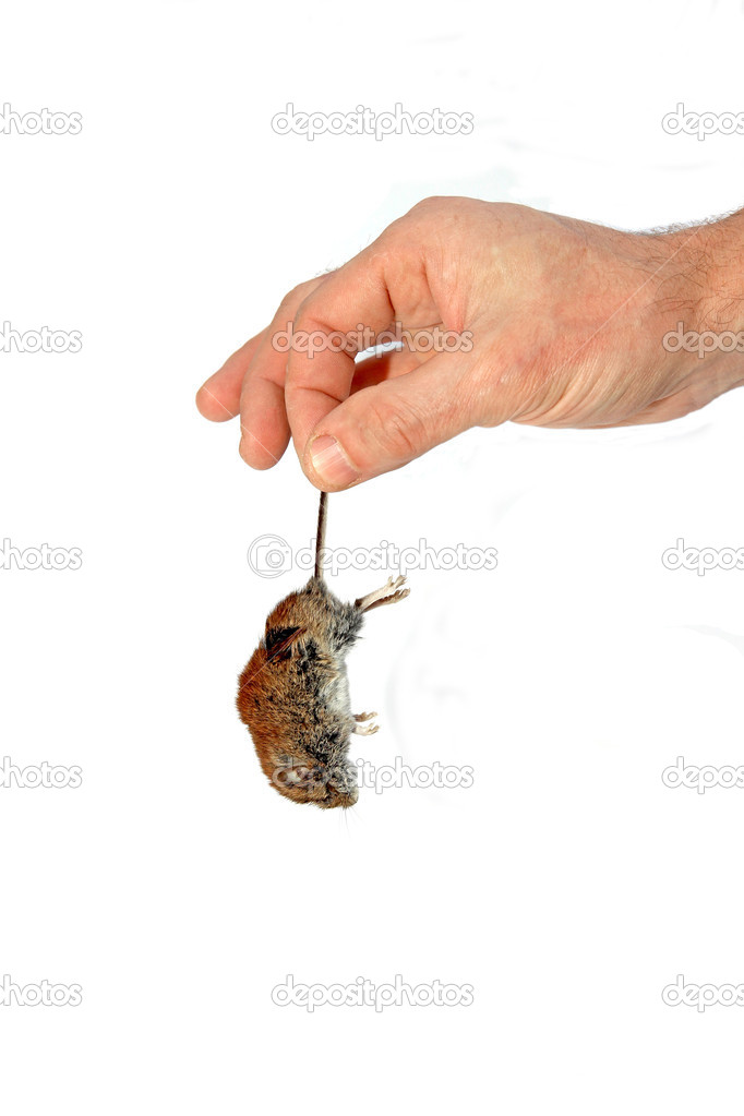 Dead gray mouse by the tail hangs in a man's hand isolated