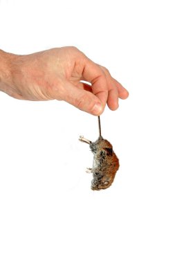 izole bir adamın elinde kuyruk tarafından ölü gri fare kilitleniyor