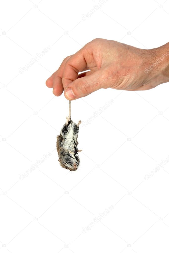 Dead gray mouse by the tail hangs in a man's hand isolated