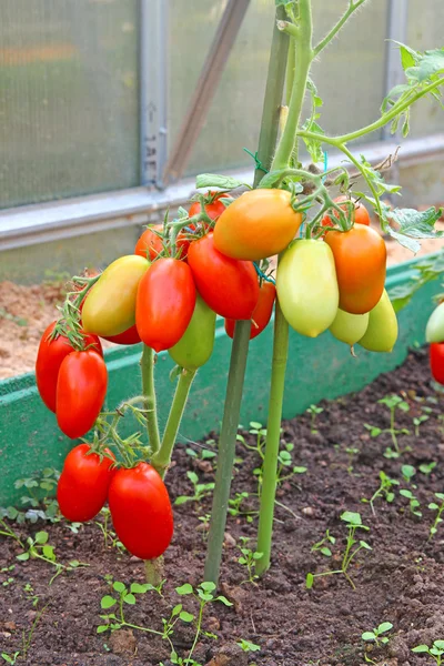 Червоні овальні помідори, що дозрівають на кущі в теплиці — стокове фото