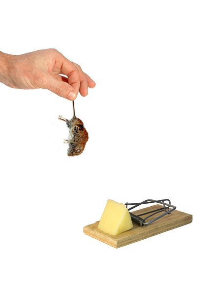 Мертвая серая мышь за хвост висит в руке человека изолированы
