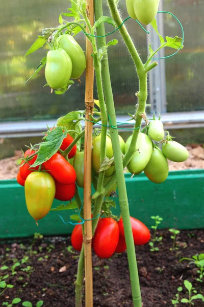 Tomates ovais vermelhos e verdes amadurecendo no mato em uma estufa — Fotografia de Stock
