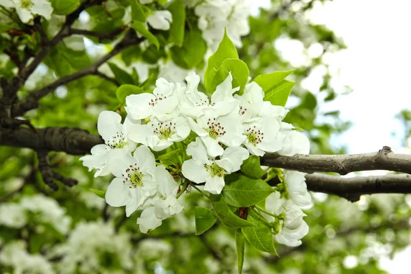 Blühender Birnbaumzweig — Stockfoto