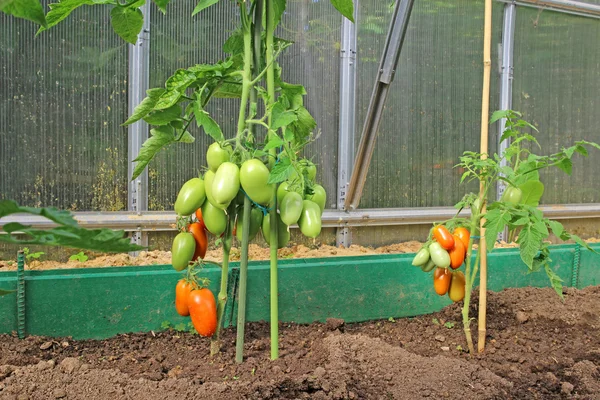 Red and green oval tomatoes ripening on the bushes in a greenhouse — Stock Photo, Image