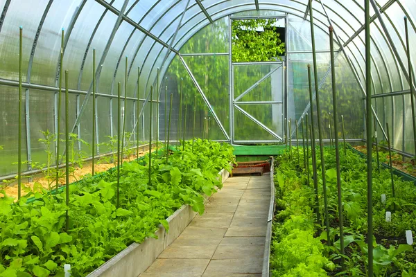 Vegetable greenhouses made of transparent polycarbonate — Stock Photo, Image