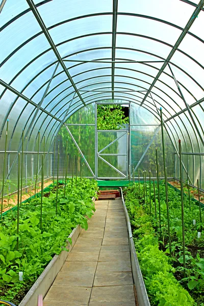 Vegetable greenhouses made of transparent polycarbonate — Stock Photo, Image