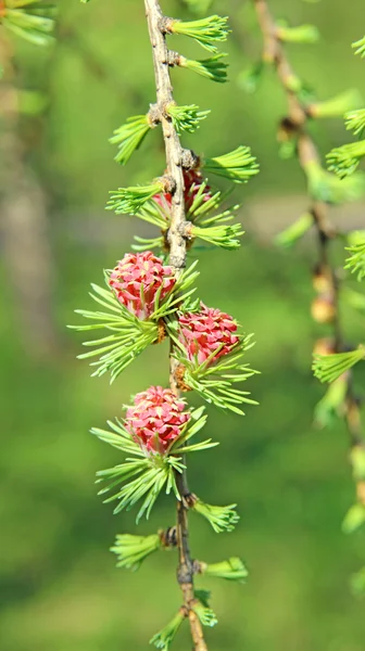 Branch of larch with the young needles and small cones — Stock Photo, Image