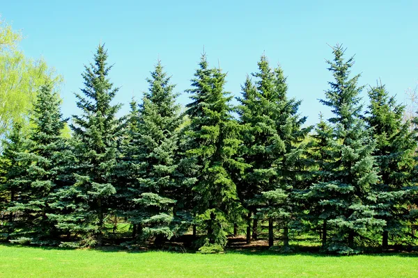 Group of young firs — Stock Photo, Image