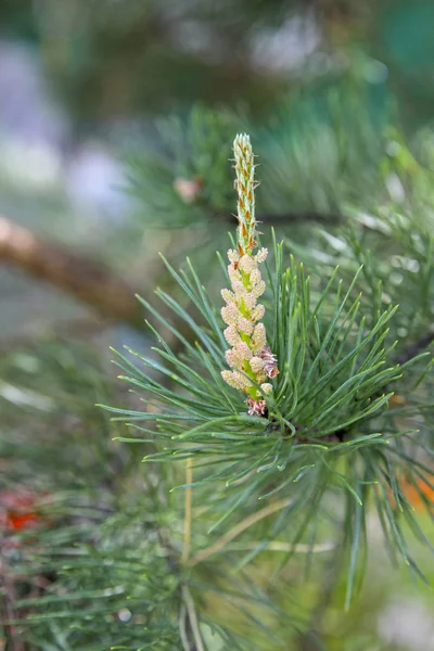 Floraler Pinsel auf einem Kiefernzweig — Stockfoto