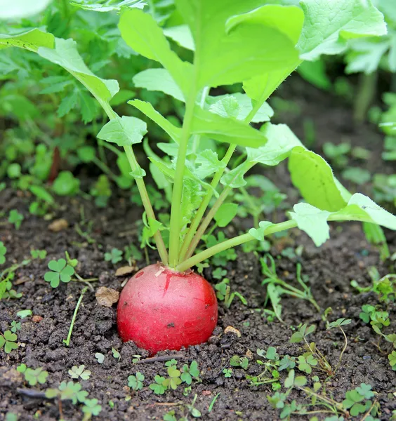 Red radish growing in the garden — Stock Photo, Image