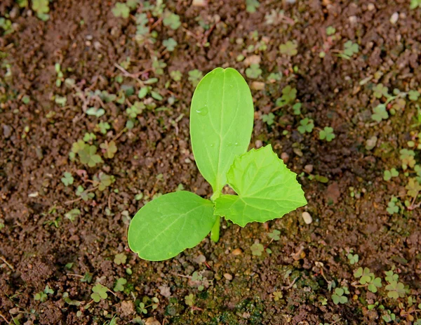 Pepino de planta cultivada de sementes jovem — Fotografia de Stock