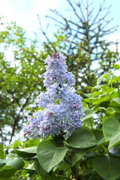 Blossoming lilac in the city park — Stock Photo, Image