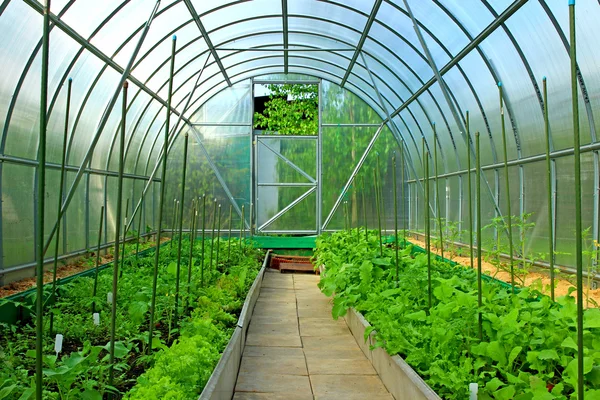 Vegetable greenhouses made of transparent polycarbonate — Stock Photo, Image